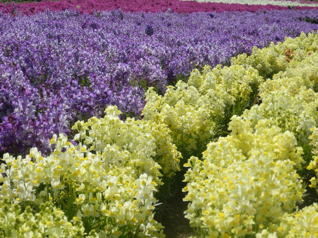 見渡す限り色の洪水です。