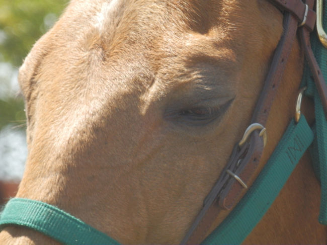「僕のこと呼んだ〜〜？」<br /><br />ということで、乗馬を楽しんできました。<br /><br />高原を３０分かけてライディングです。