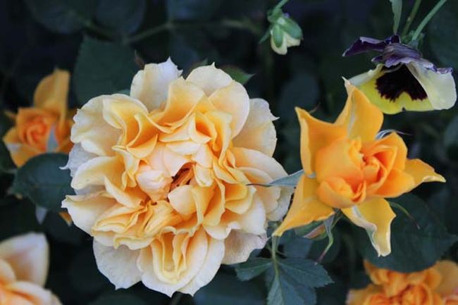 ご近所さんは、お花が好きな方々多いようです。<br />玄関先に鉢植えやプランターがありました。