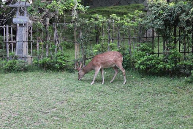 三重塔横では鹿さんが食事中