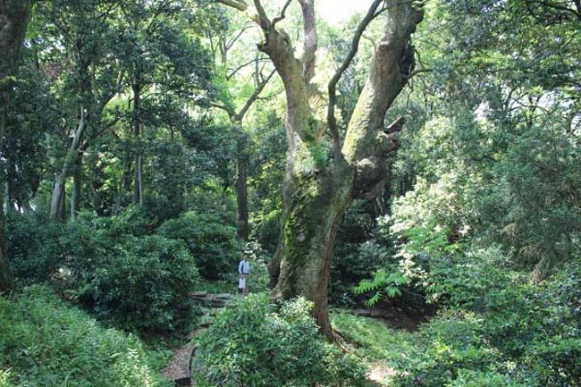 大きな木！　パワーがみなぎってました。<br />よーーぉく見ると分かると思いますが、木の横に人が立ってるでしょう。これで大きさが分かると思います。<br /><br />コクリコさんが、ＮＯＤＡさんに「大きさが分かるように傍に立ってて♪」とお願いしたのでした(^_^)<br /><br />そこをすかさず私もパチリと。