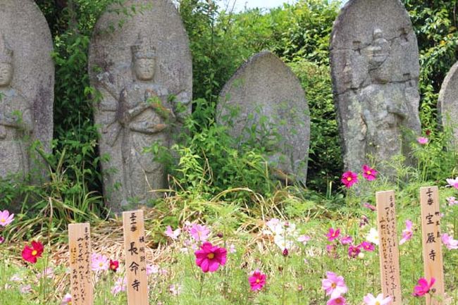 石仏をコスモス。<br />境内に色んな花が咲いてました。<br />花は咲いてないも…と思って来たので、皆さんのテンションがあがりました(笑)