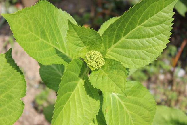 紫陽花はまだ蕾