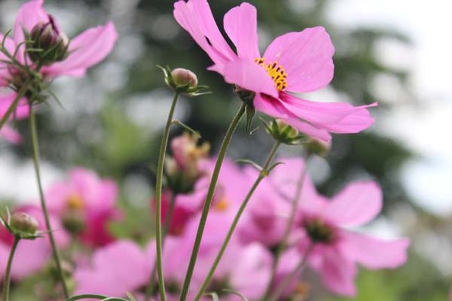コスモスがキレイ！