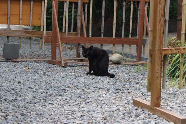 クロネコちゃんが居ました。