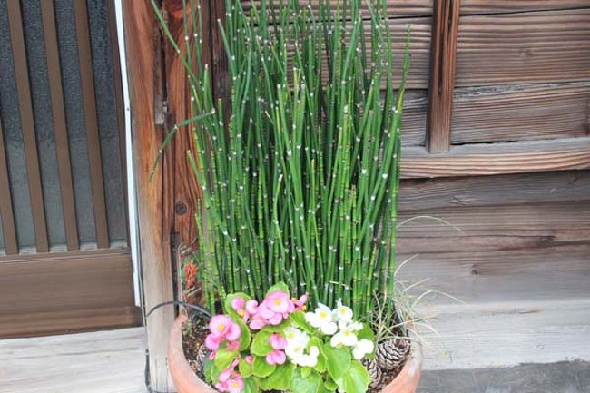 トクサ！！！と大きな声をだしていたら<br />コクリコさんが、「めぐみ☆さんはトクサが好きだったよね？！」と。<br />そーなんですが、我が家では、中々育たない…<br />諦めました…