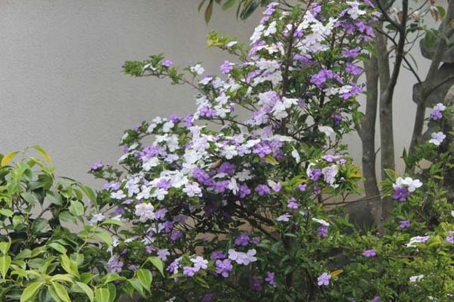 マツリカの花が満開です。<br />５月に訪れてもなかなか花の時期に合わなくて…<br />今回は満開です