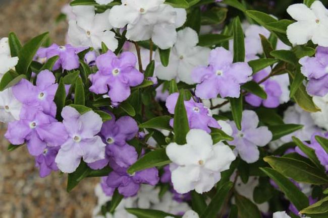 嬉しくて、アップも撮ってみました。