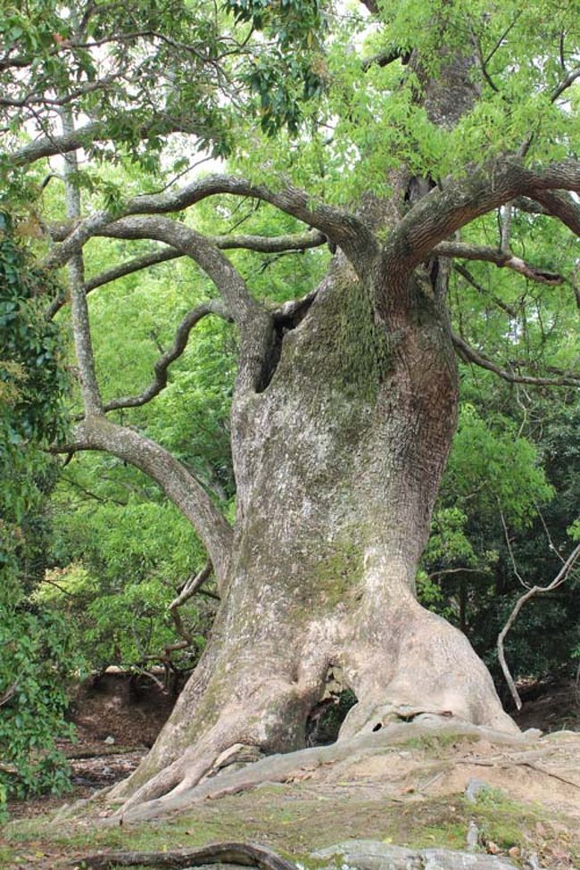 今にも動きそうな勢いのある木。<br />もしかしたら、夜中は散歩してるかも(笑)<br />「あー今日も１日じぃっとして疲れた、ウッウッ(腰を捻っている)、誰も来ない内に散歩でもするか」
