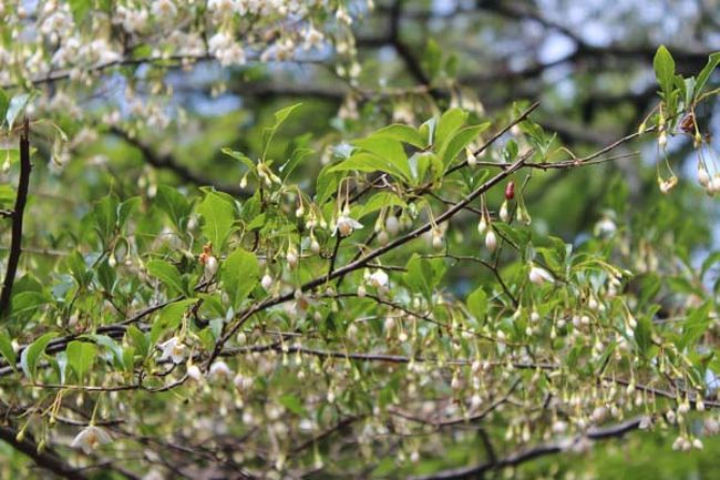 これは何の花？