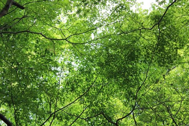 すこし入ったところには、紅葉の木が沢山。<br />「ここは、藤だけじゃなくて、紅葉の時期も良いね！」とはなさんとコクリコさん。テンションあがりっぱなしです(^o^)丿<br /><br />私とコクリコさん、「はなさん、レポート宜しくお願いします♪」と(笑)