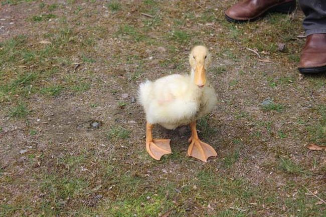 ピクニックしている方々のお連れさん。<br />あーー名前聞いたのに、脳の片隅に追いやられてる、振っても出て来ない…<br />可愛い名前だったのに…(-_-;)<br /><br />お散歩に来ているそうで、疲れると飼い主さんをお母さんと思っている様子で足元で一休みしてました。<br /><br />ペット屋さんで小さい頃に買ったそうです。<br />最初に見たのが飼い主さんとか…