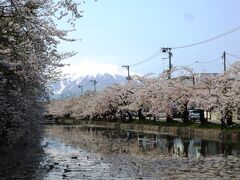７日に満開になった弘前公園の桜も･･･
外濠の桜は９日には散り始めていました。

でも今日は岩木山も綺麗に見えて、ホントに素敵。
