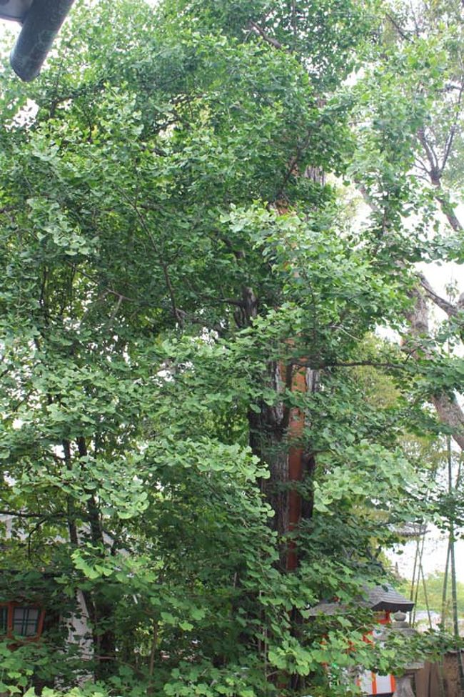 木の中心に手当した後が見られます。<br />雷にでも打たれたのでしょうか。。