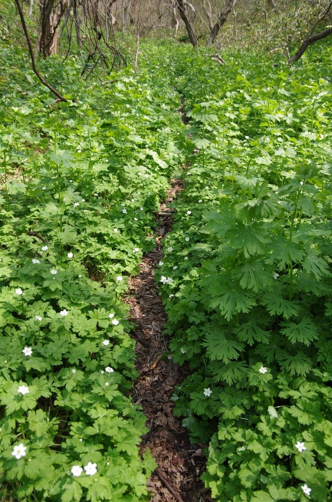 道南・函館に隠された魅力あり～その2（春の野草・花満開の函館