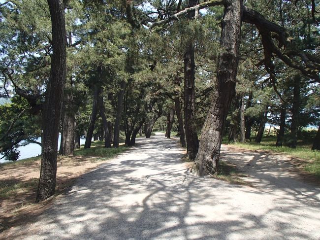 松並木が新鮮が空気を出しています