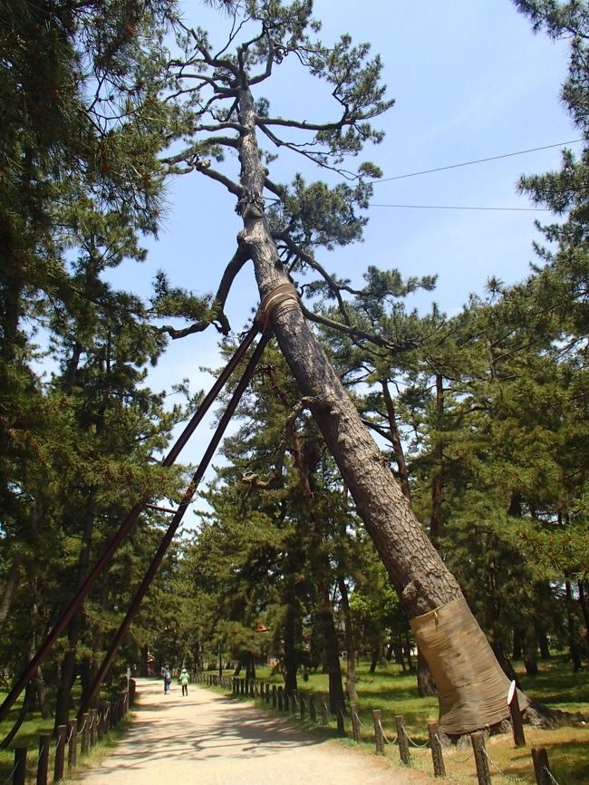 一番、巨大な松