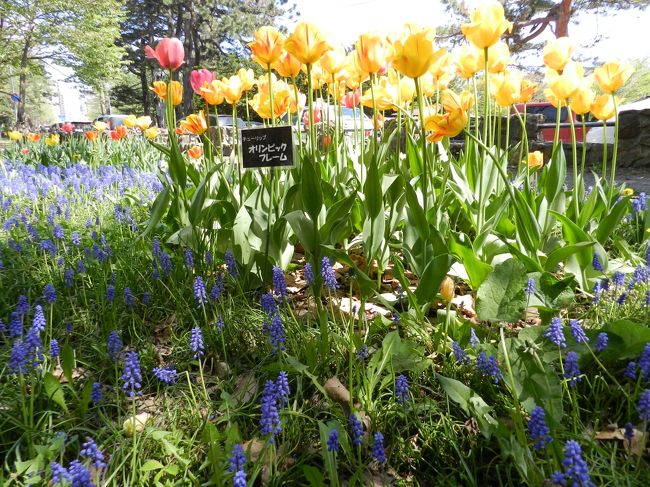 地下鉄円山公園駅から円山動物園までの道すがら<br />今日は天気が良かったです。