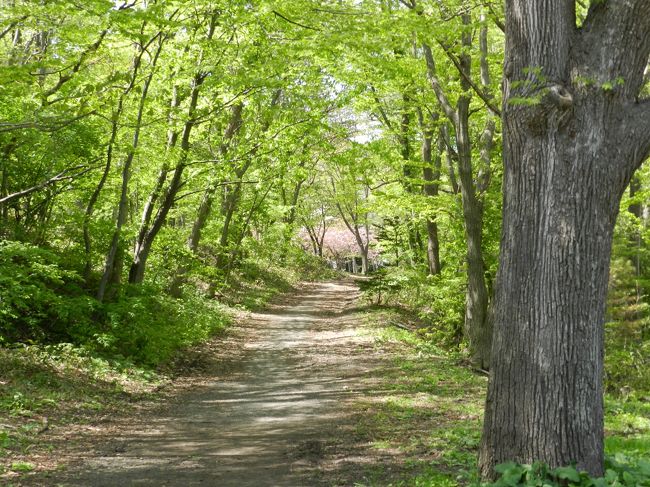 こんな道もあります。<br />新緑がまぶしく、すがすがしい道です。
