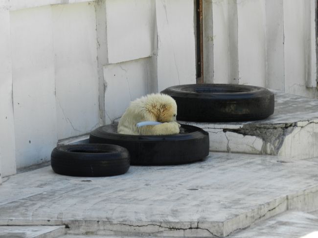 タイヤにすっぽりと座りながら、ホースと格闘です。