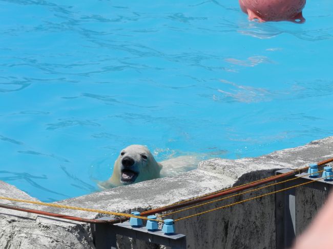 何だか、犬みたい・・・