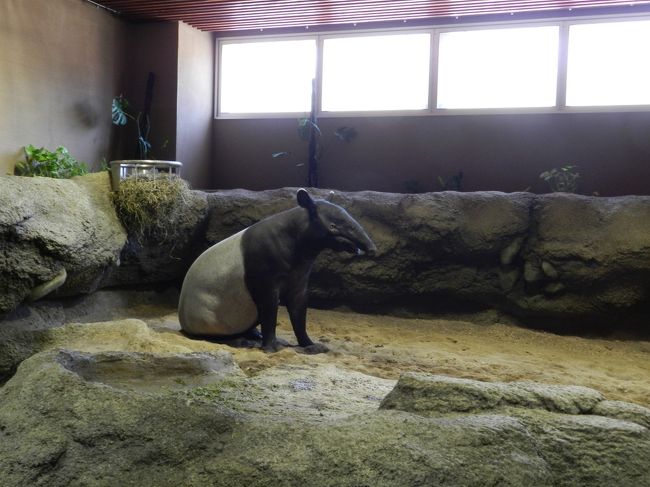 マレーバクは体育座り？？