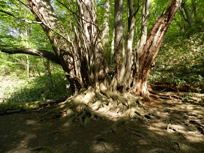 こんな古木があったなんて知りませんでした。<br />