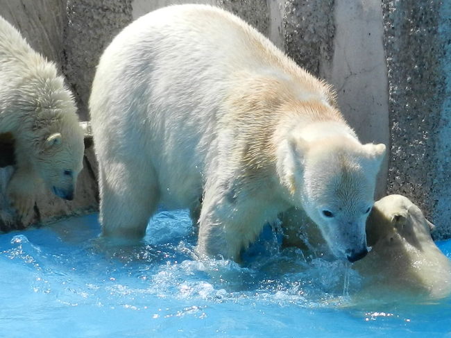 誘われて、ゆっくりプールへ入ります。