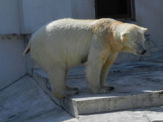 プールから上がり、とても気持ちよさそうに用をたしています（笑）