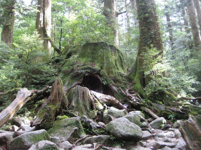 長寿・厄除けの神木・屋久杉/ヤクスギ 油木・Chouette」木軸ペン