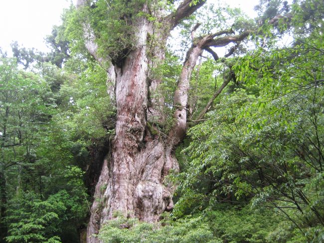 ついに来た！縄文杉！