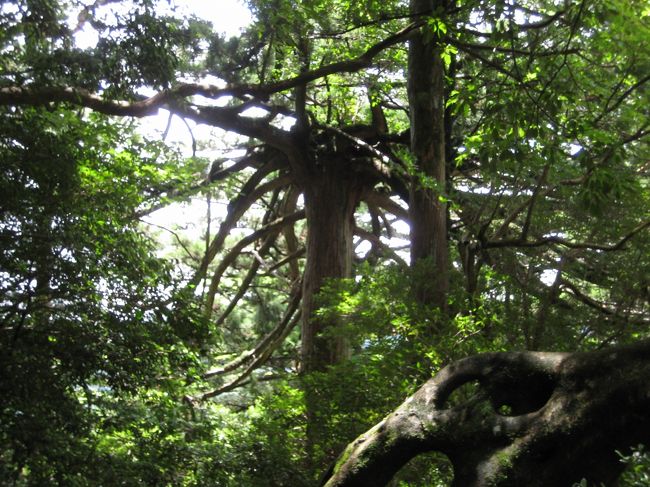 メデューサの木。なるほど・・って感じ（笑）