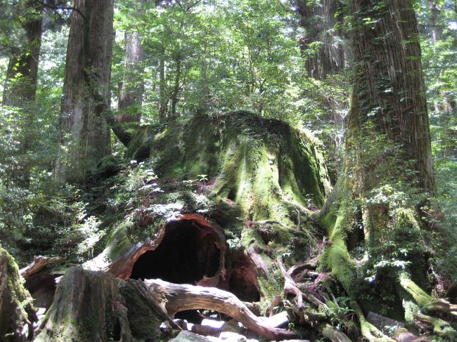 再度ウィルソン杉の前を通る。行きは雨がぱらついてましたが帰りは晴れて同じ景色なのに違って見える不思議。これもまた自然の流れ。