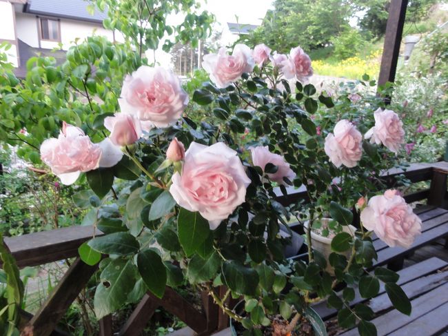 13 5 27 我が家の花たち 佐倉 四街道 千葉県 の旅行記 ブログ By Taekomikeさん フォートラベル 13 5 27 我が家の花たち 佐倉 四街道 千葉県 の旅行記 ブログ By Taekomikeさん フォートラベル