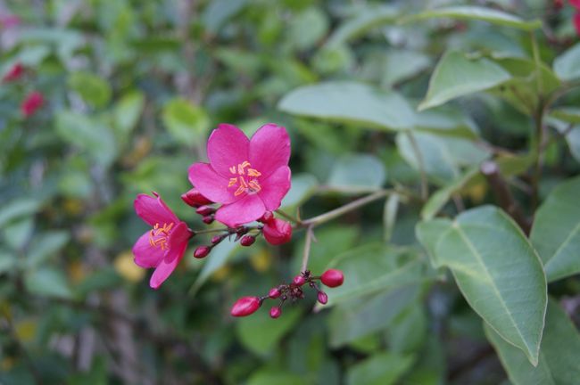 ガーデンウォーク中、見つけた「テイキンザクラ」