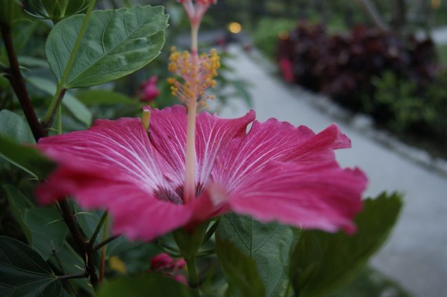 地元では「アカバナー」と呼ばれるハイビスカスだが<br /><br />確かオレンジ色や黄色もあった筈、、<br /><br />それらは何と呼ぶんだろうか。。