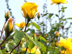 北仙台駅で、北仙台まっぷとやらをもらったので、とあるお天気のよい５月の日曜日、連れ合いと散策にでかけました。

散歩・・・がわが家の唯一の運動・・・（まるで老夫婦・・・）。