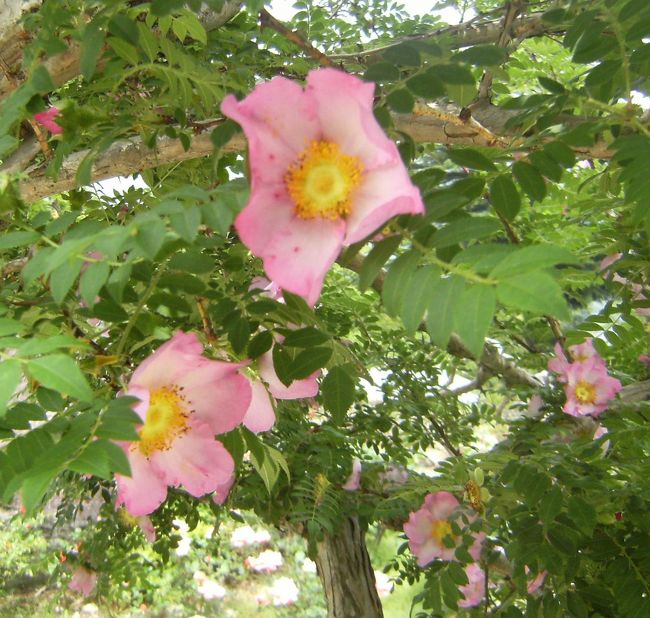 箱根の名を冠する優雅な花