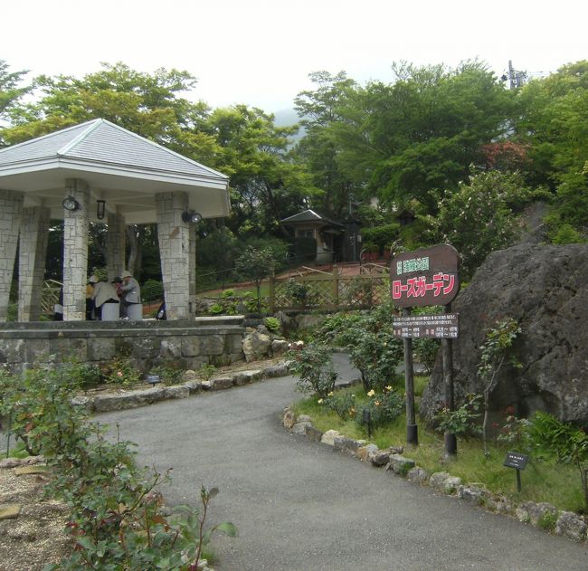 バラ園はこれから