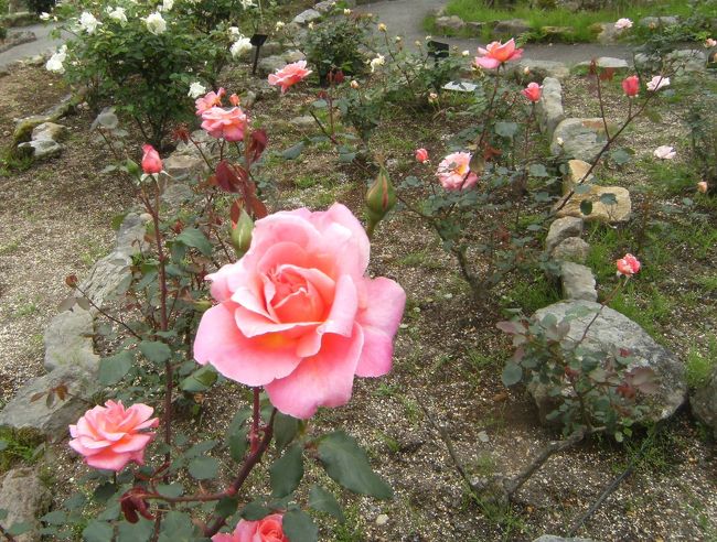 規模は小さいですが