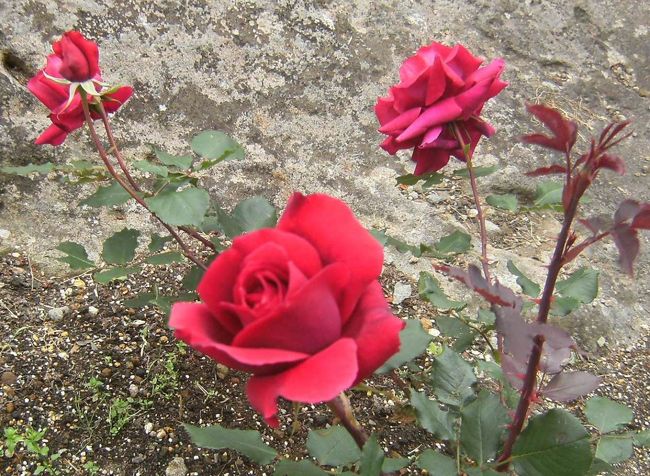 鮮やかな、これぞ真紅のバラ