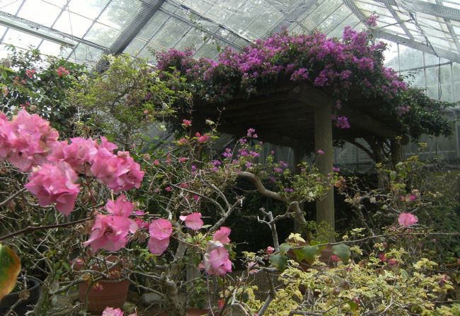 ブ−ゲンビリア園