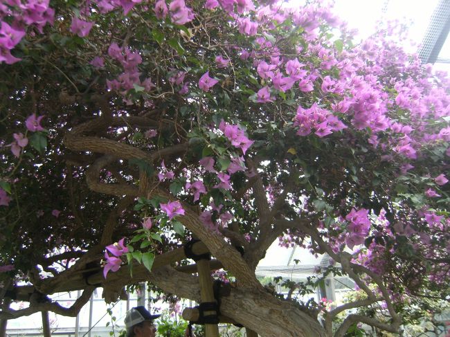 大木はア−ケ−ド状