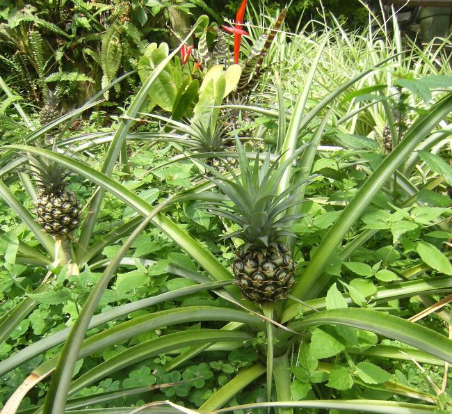 パイナップルは未だ小さい