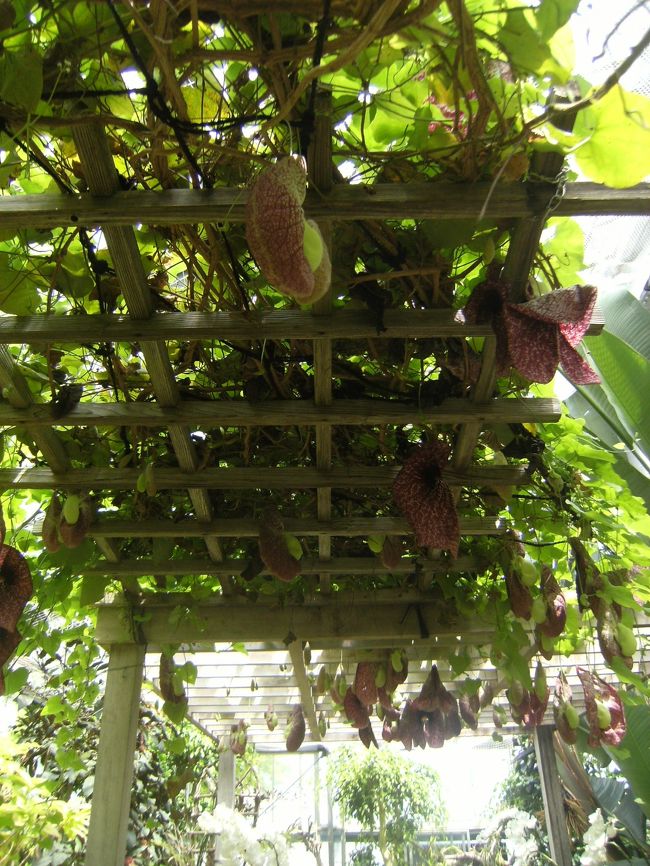 うつぼかずらの一種