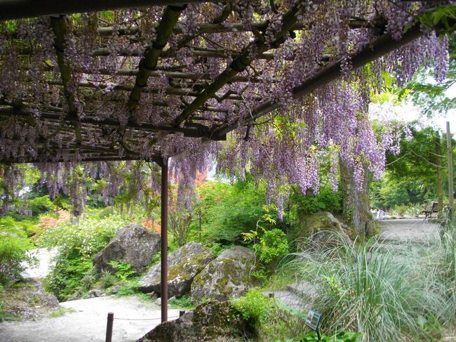 盛りを過ぎてました