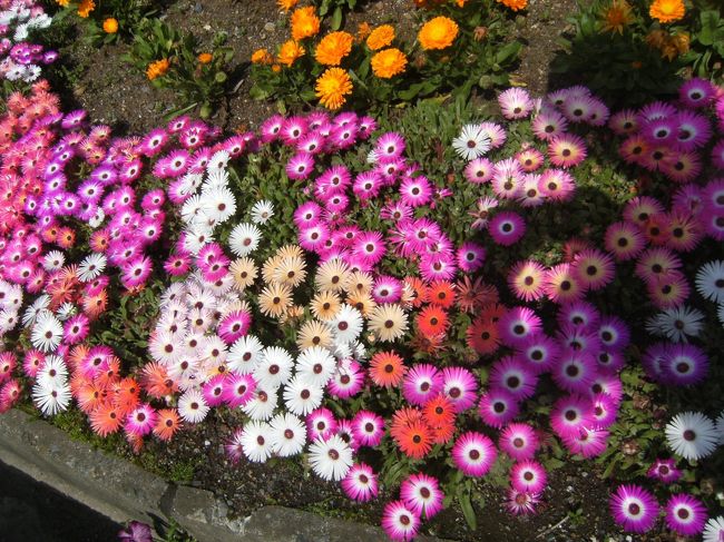 宿に戻った、ホテル前の花壇