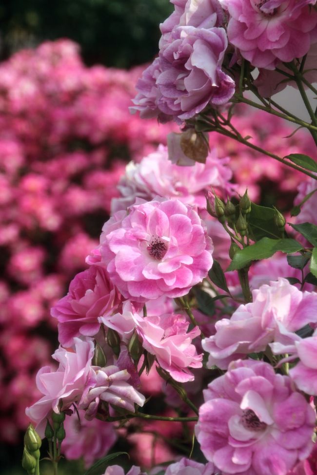 ローズ・リーフ・ガーデンのゲートを飾っていたブリリアント・ピンク・アイスバーグ<br /><br />真っ白なアイスバーグはよく見ますが、ピンク・バージョンは珍しいです。<br />若干開ききった花が多かったですが……。<br />