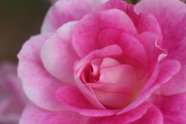 まだ若い、ブリリアント・ピンク・アイスバーグ<br /><br />花芯に惹かれて、マクロレンズでチャレンジしました。<br />ちょうどよいところでなかなかピントを合わせられず、とっても時間がかかりました（苦笑）。<br />