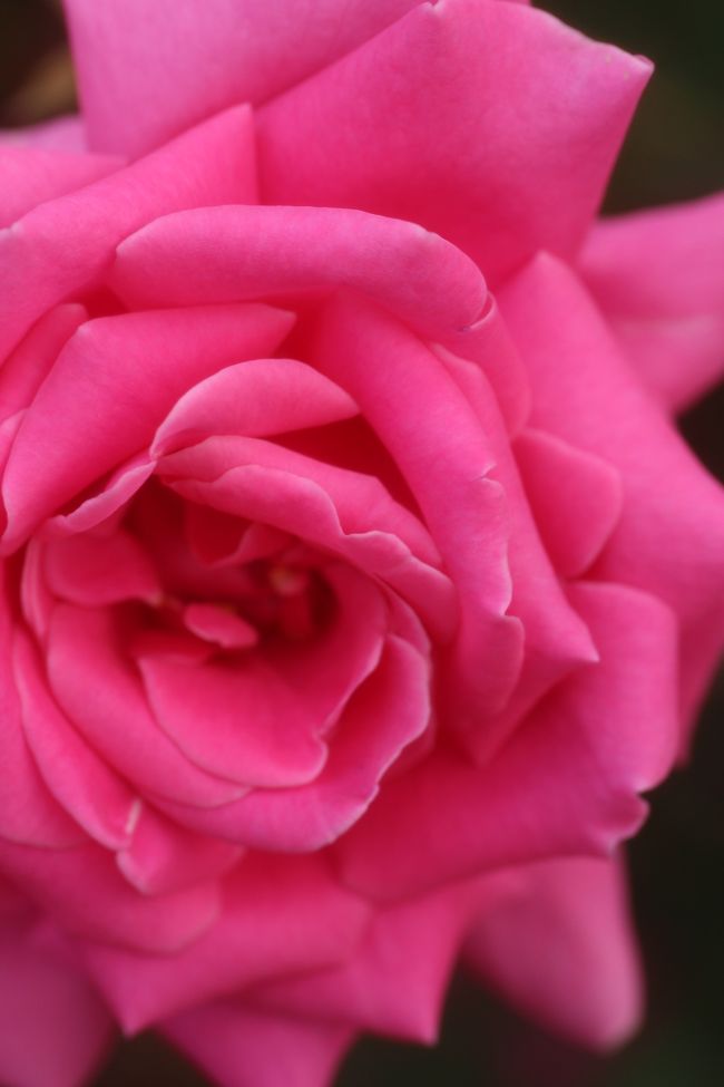 花びらの切れ込みがキュートなエディター・マックファーランド